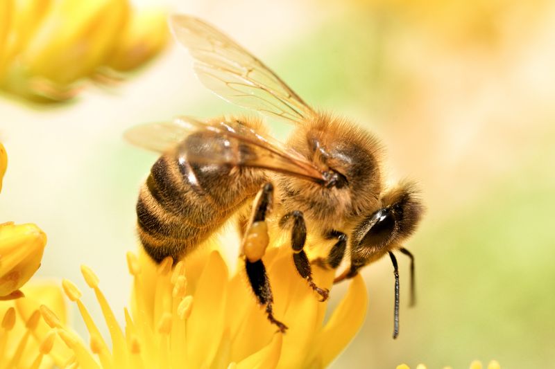 Bee on flower