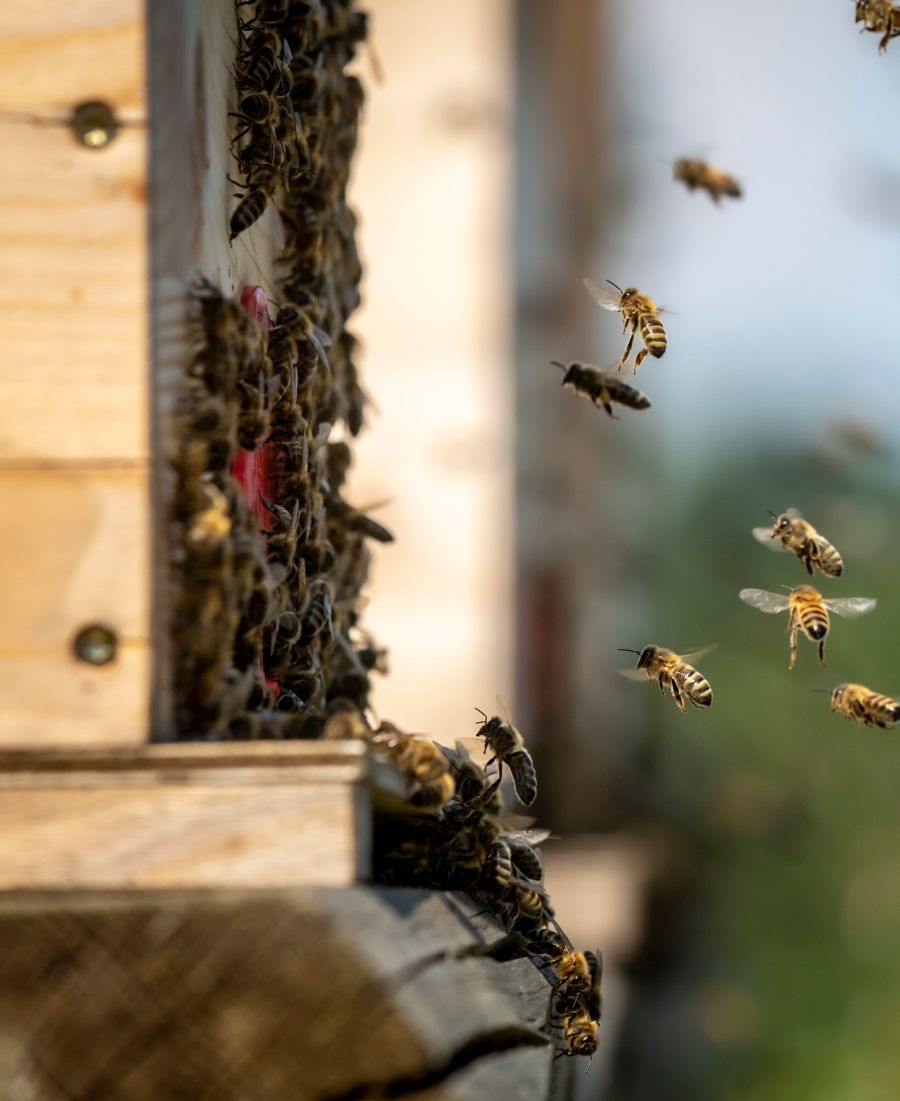 Hive Box